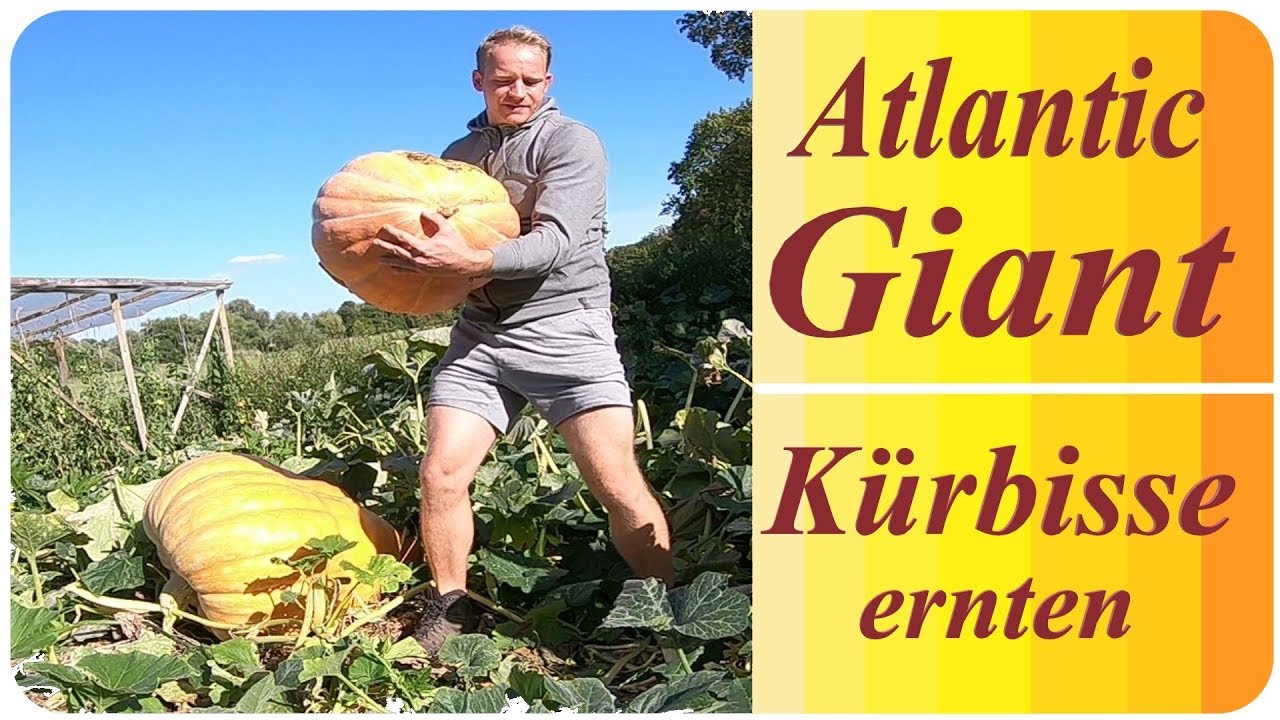 Atlantic Giant Kürbis ernten | Garten im September