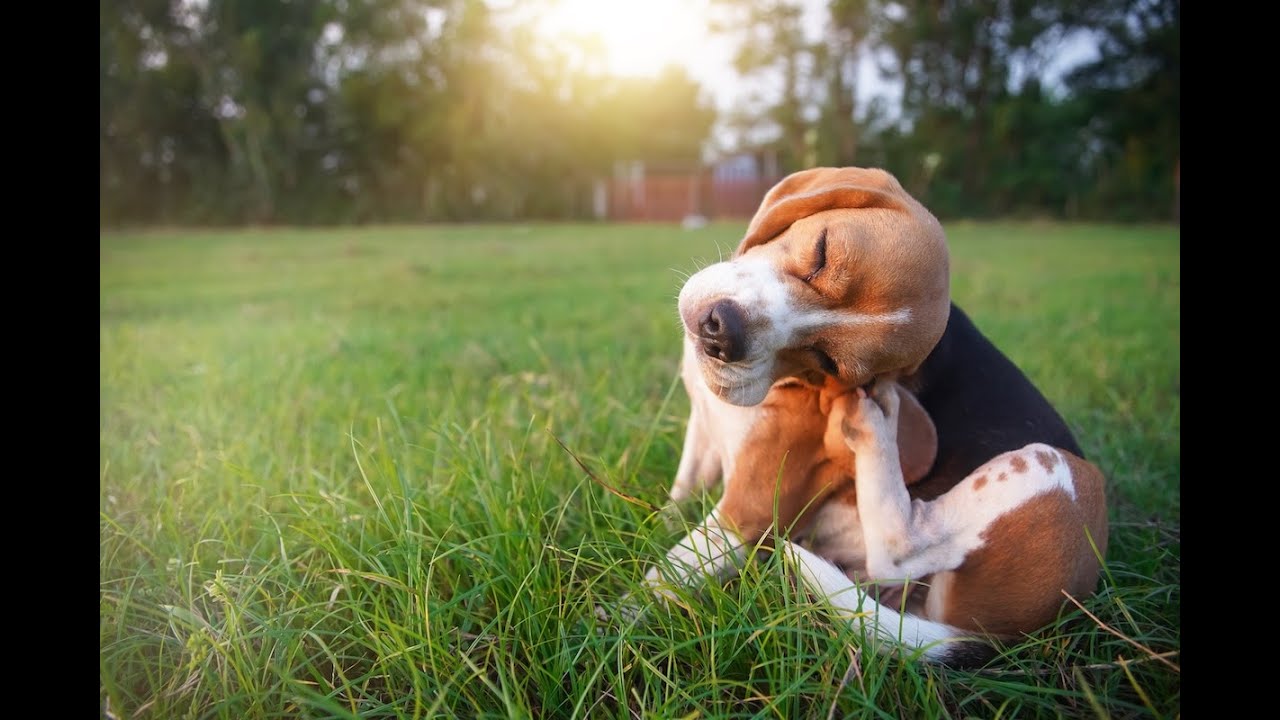 Is a cure in the future for dogs with atopic dermatitis?