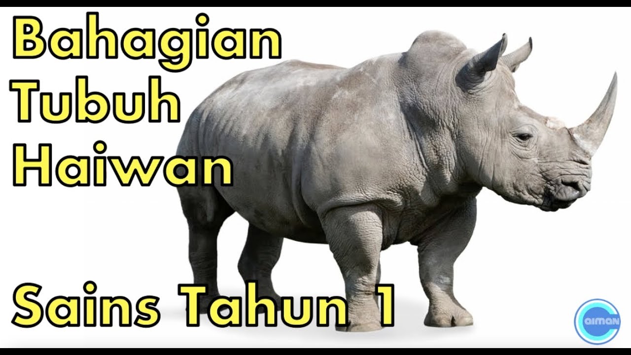 Sains Tahun 1 | Bahagian Tubuh Haiwan