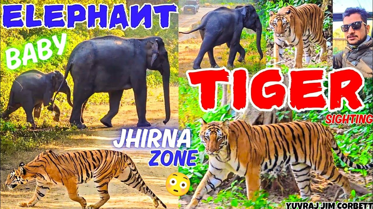 4 TIME TIGER SIGHTING 😱 & ELEPHANT SIGHTING COMBO 🤩 JHIRNA ZONE JUNGLE JOURNEY #yuvrajjimcorbett