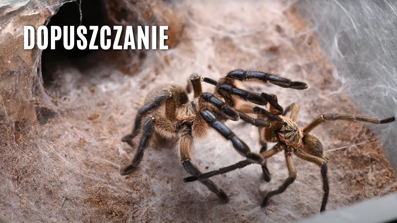 Trudne dopuszczanie trudnych gatunków 🕷 | arent.pl