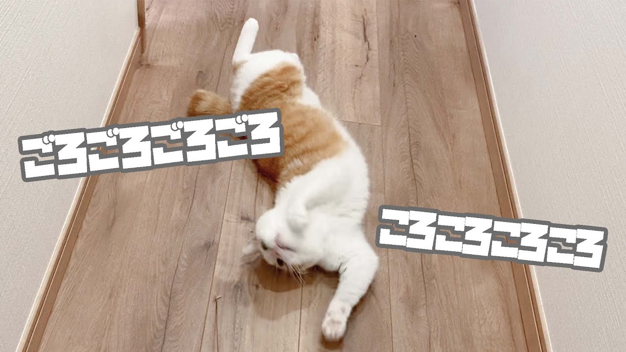 床で転げ回るねこ