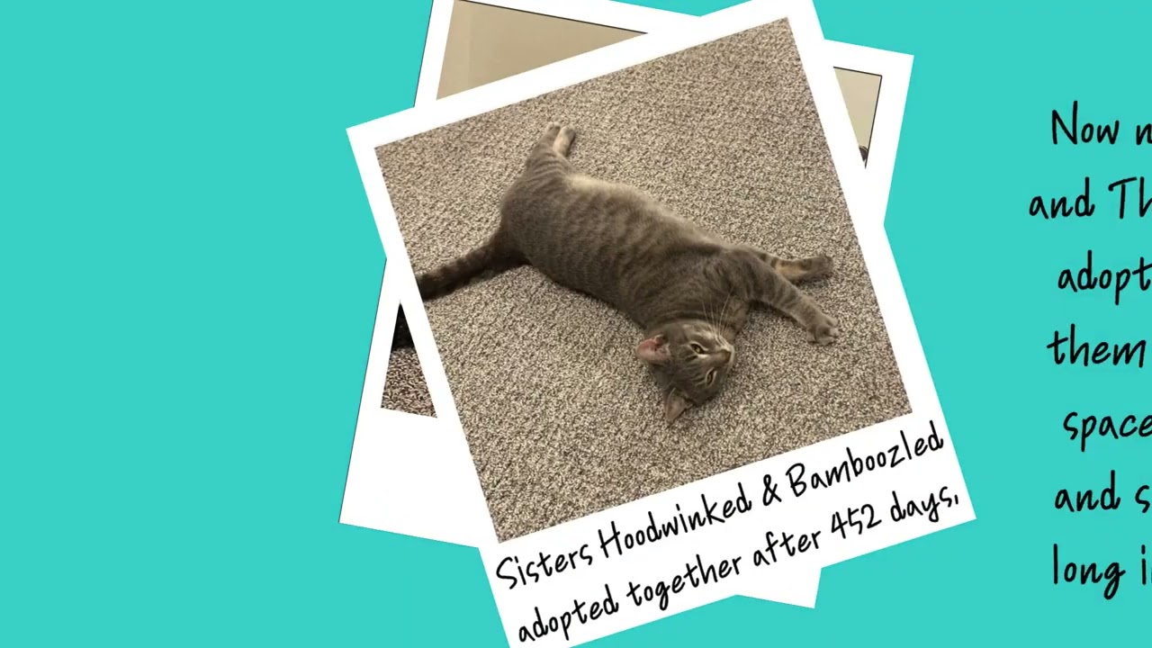 2025 Adoptions!
