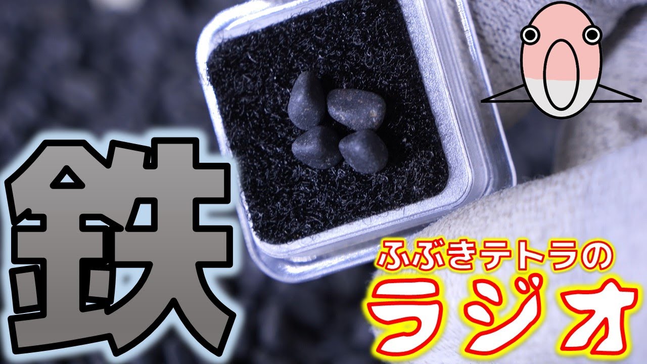 黒い天然砂利の罠・・・エビの全滅、魚の皮膚黒化問題。買ったその日から飼育魚として考えてみる他(ラジオ)【ふぶきテトラ】