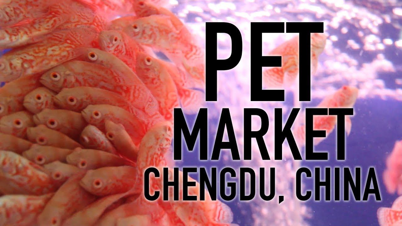 China's Thriving Pet Industry // Touring a Chinese Pet Market