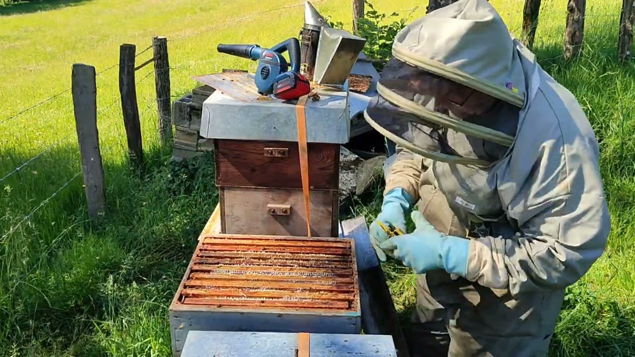 Récolte des hausses du miel acacias