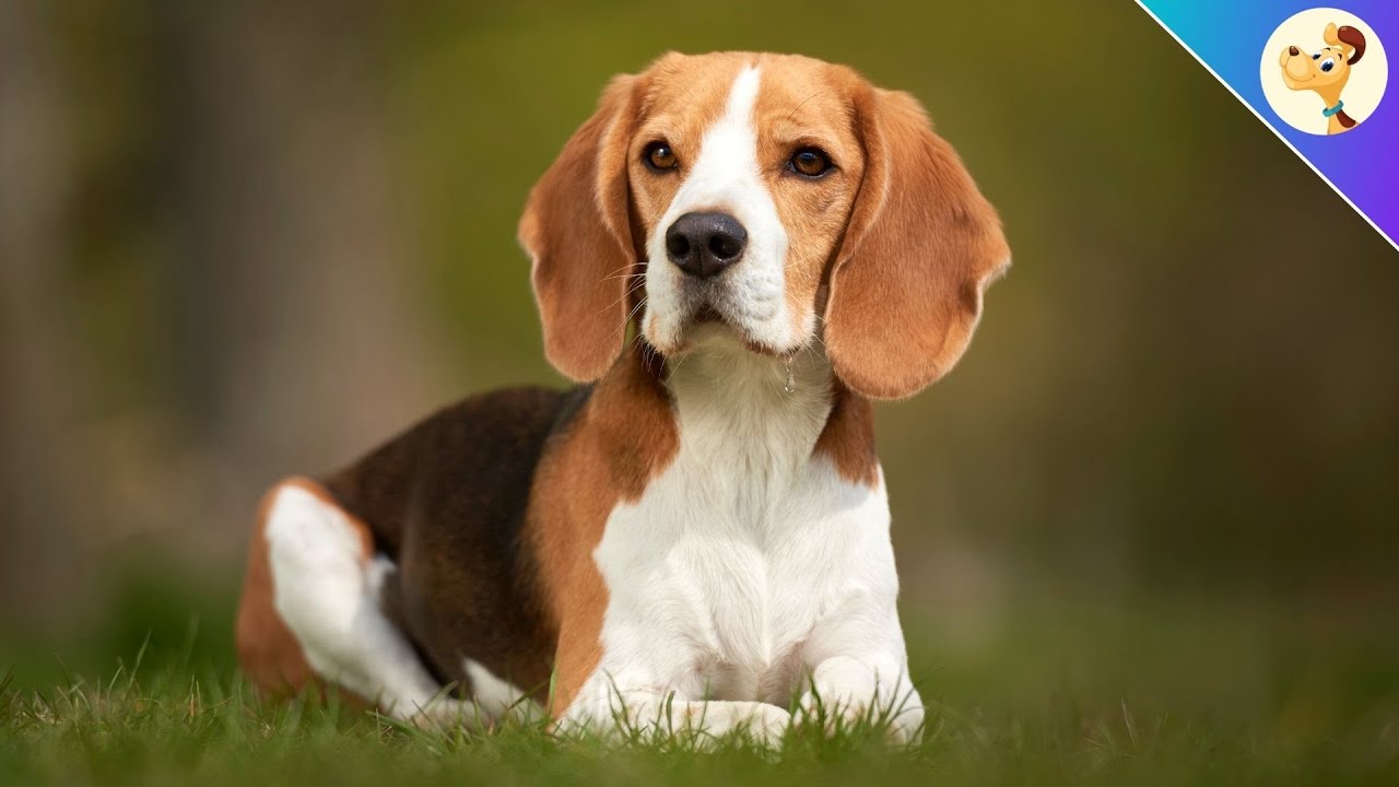 Beagle ▶︎ Charakter, Haltung & Pflege | Rasseportrait ✅