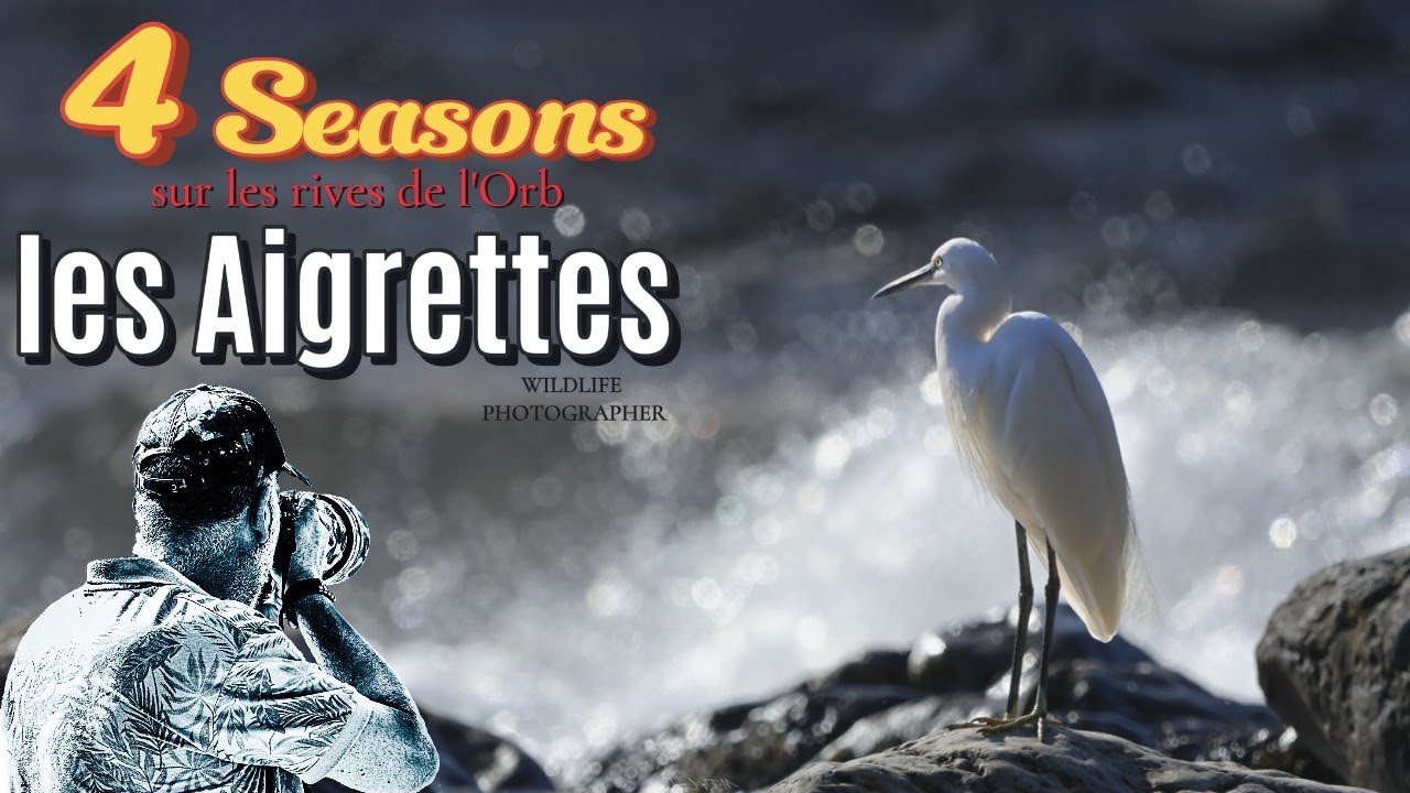4 SEASONS - LES AIGRETTES #120fps #birdsflying #canonr7 #wildlifephotography #river