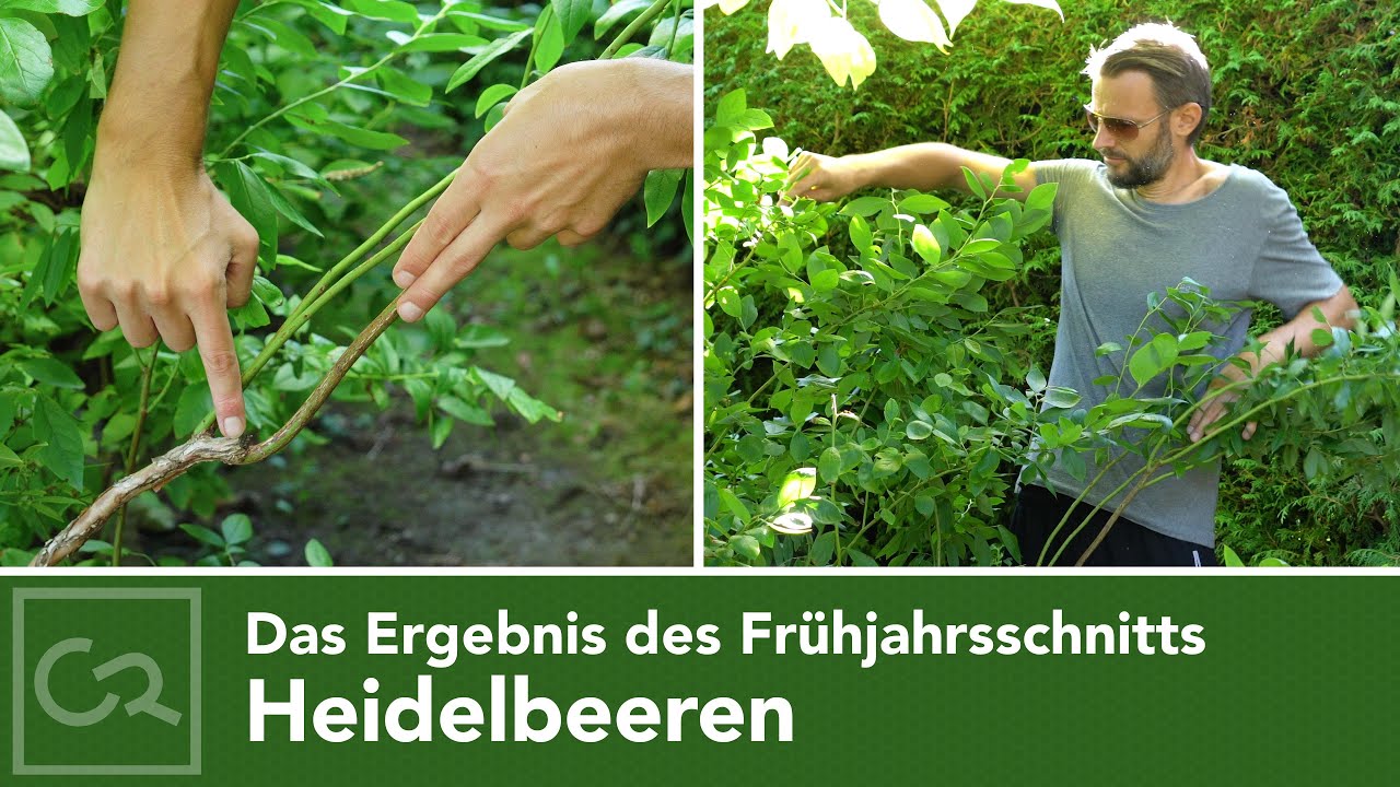 Heidelbeeren im September – Das Ergebnis des Frühjahrsschnitts