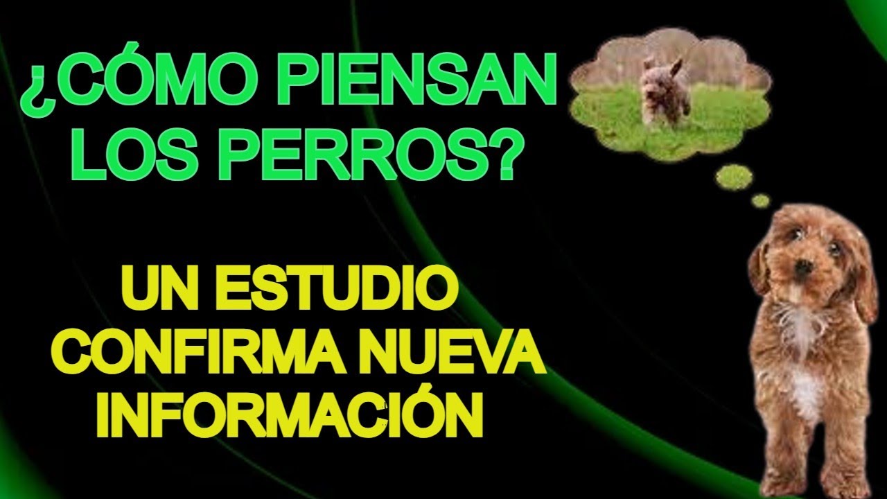 EQUIPO DE INVESTIGADORES DE LA UNIVERSIDAD DE EMORY, DESCIFRAN COMO FUNCIONA EL CEREBRO DE UN PERRO🐶