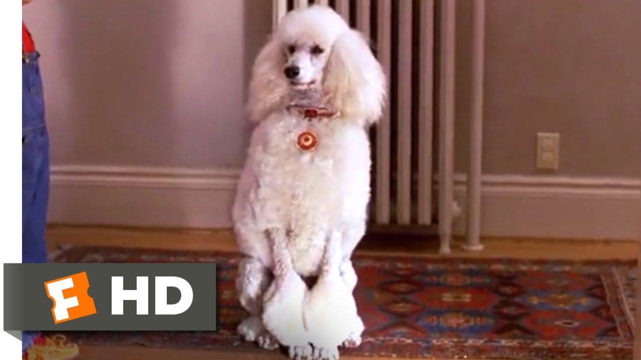 Look Who's Talking Now (1993) - Brand New Poodle Scene (3/10) | Movieclips