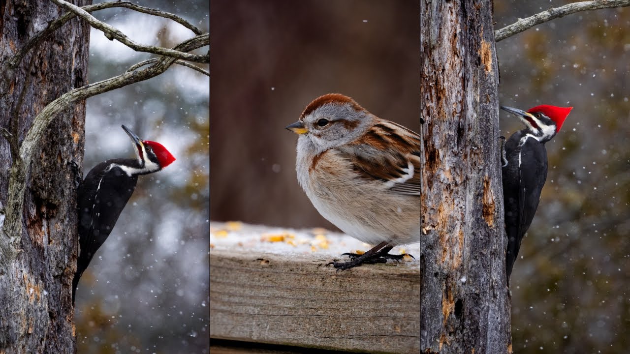 Chill POV Bird Photography / Sigma 100-400mm / Sony FX30