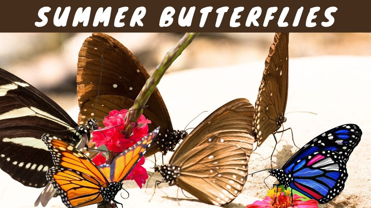 Summer Butterflies: Flourishing In Hot Weather