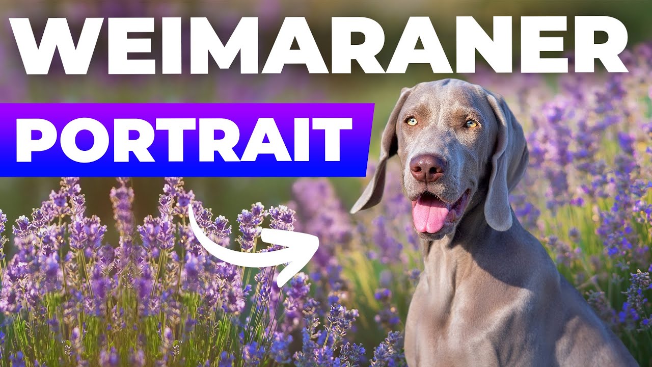 Der Weimaraner – ein edler Jagdhund mit einer einzigartigen Erscheinung