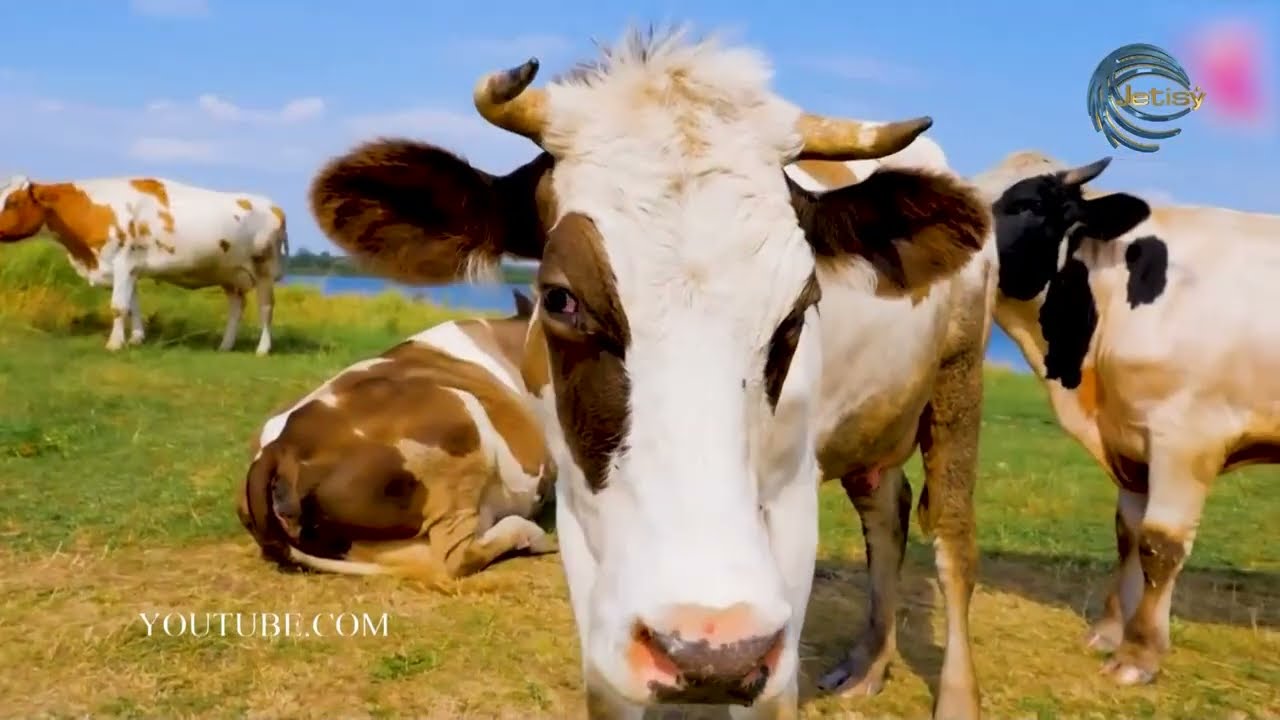 МАЛ БАҚҚАНҒА БІТЕДІ / AGRO АЙМАҚ / 28.01.2026