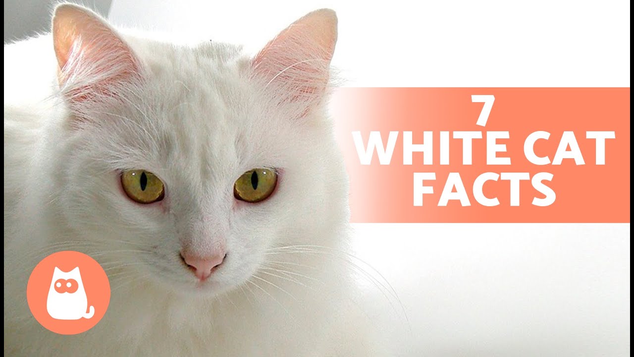 7 ФАКТОВ О БЕЛЫХ КОШКАХ 🐱🤍 Некоторые из них могут вас удивить!