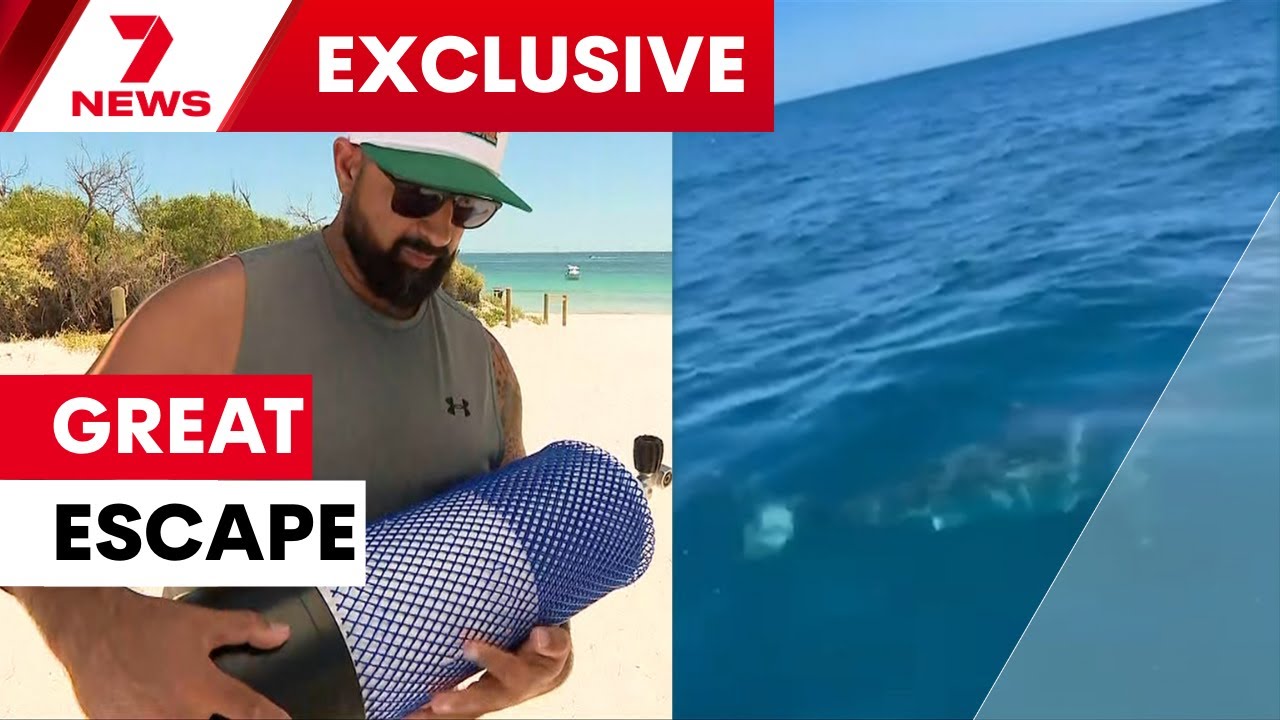 Perth diver escapes great white after being pinned to seafloor | 7NEWS