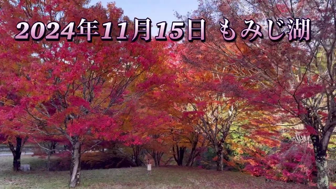 🍁　長野県　もみじ湖　(箕輪ダム)    3年連続日本一の紅葉スポット　10000本のモミジ　絶景　🍁　Japanese Maple  🍁