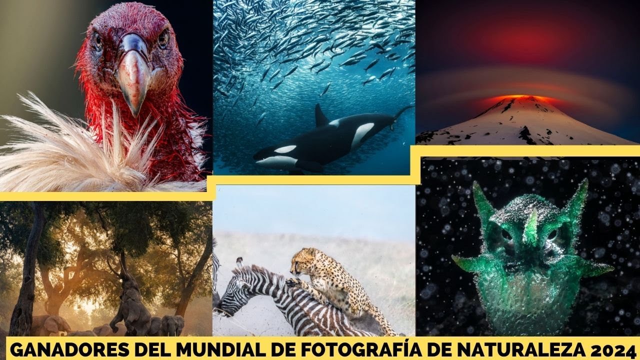 Ganadores del mundial de fotografía de naturaleza 2024