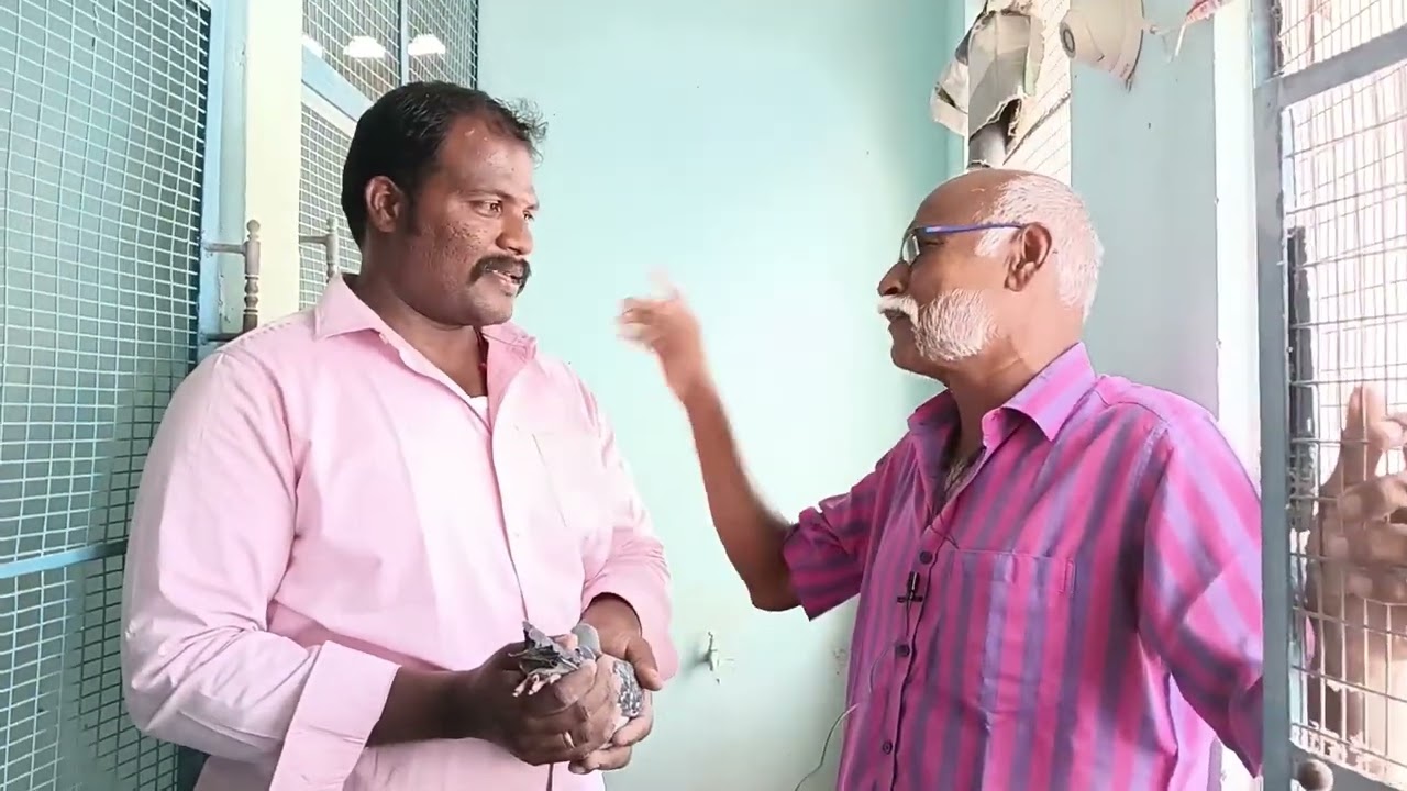 Part -2 night fly homer pigeons in trichy gurunathan and sons loft by trichy shaik