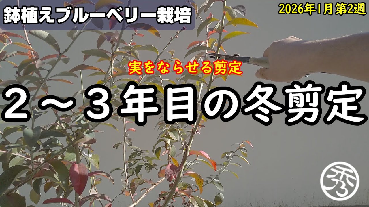 鉢植えブルーベリー栽培2～3年目の冬剪定