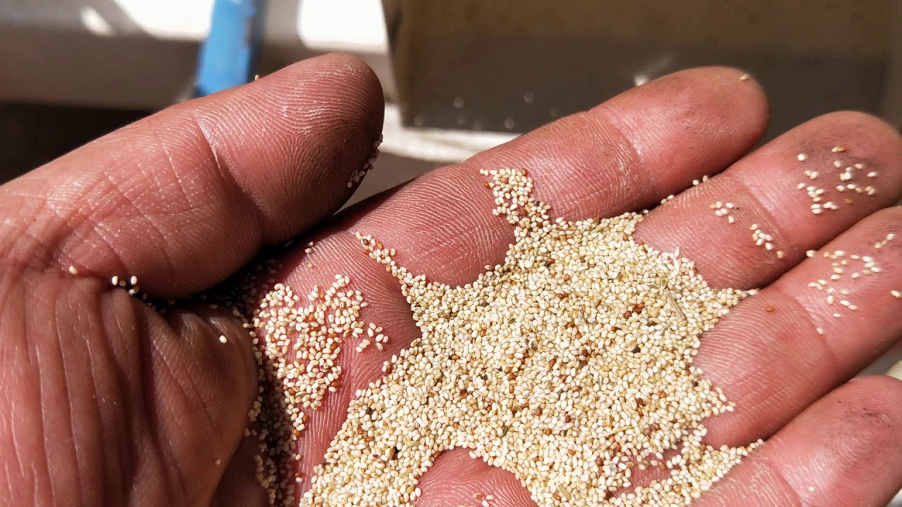 5XZC-7.5DS teff seed cleaner, vibration sieve, seed cleaning machine, grain cleaner, bean cleaner