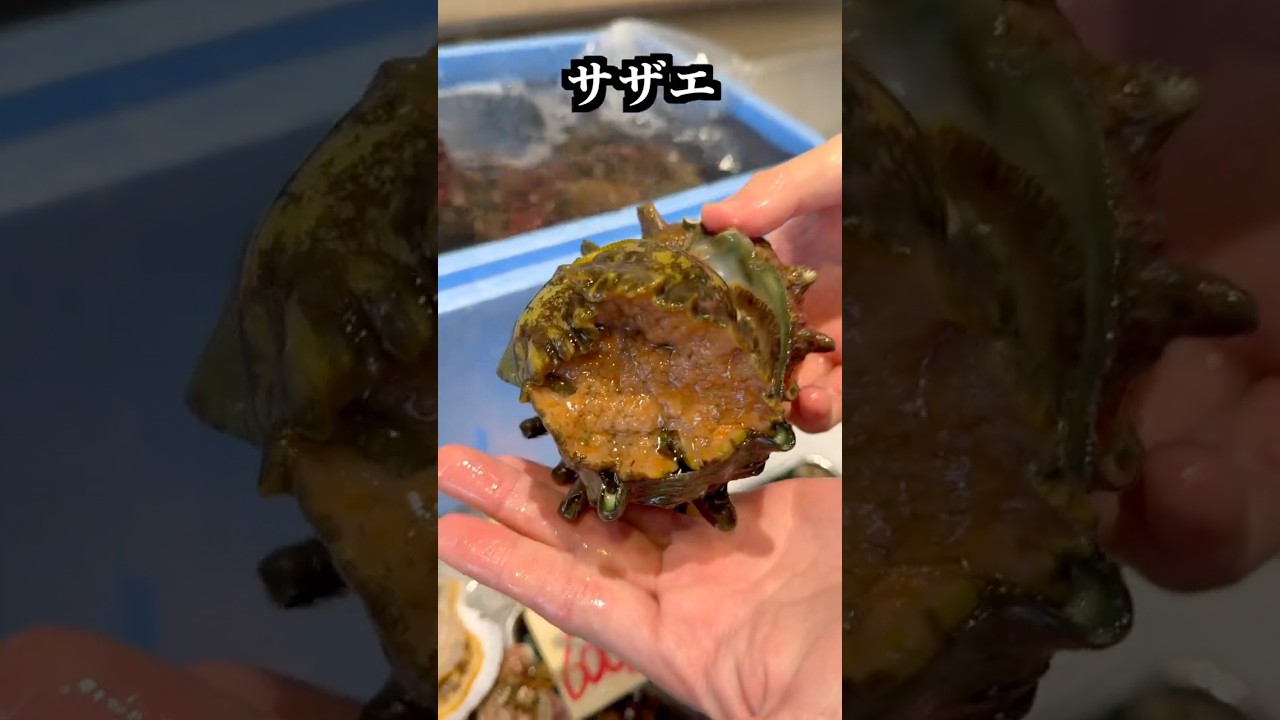 巨大すぎて怖いくらいのサザエが入りました！