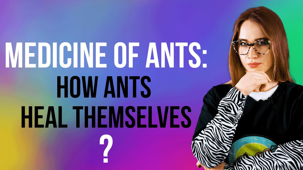 How do ants heal themselves? Recent discoveries about ant medicine.