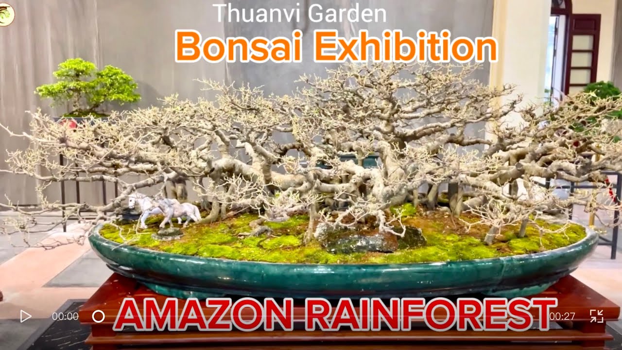Viewing the Vietnamese Bonsai Exhibition | Discovering the Differences from Japanese Bonsai