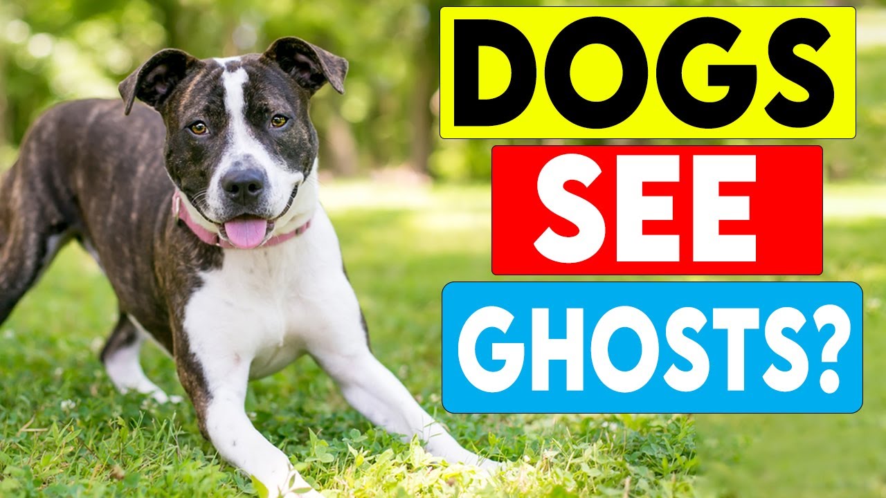 12 Mysterious Dog Behaviors That Scientists Still Can’t Explain