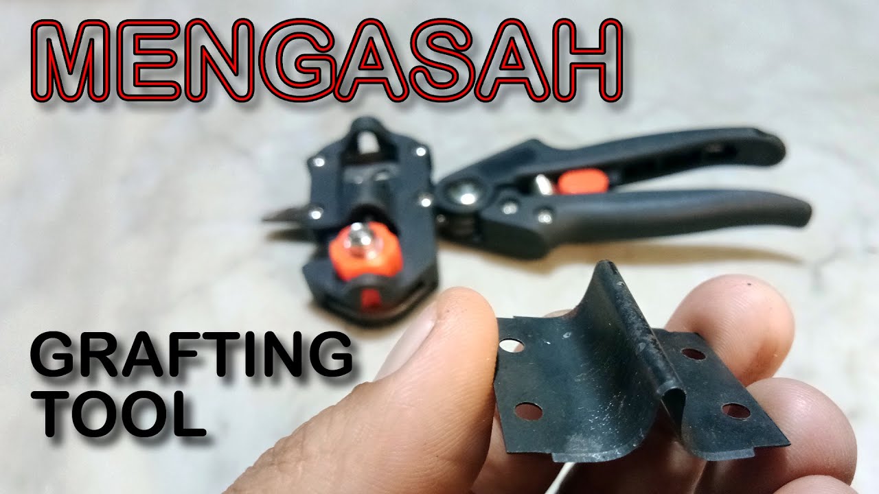 Mengasah Mata Pisau Grafting Tool
