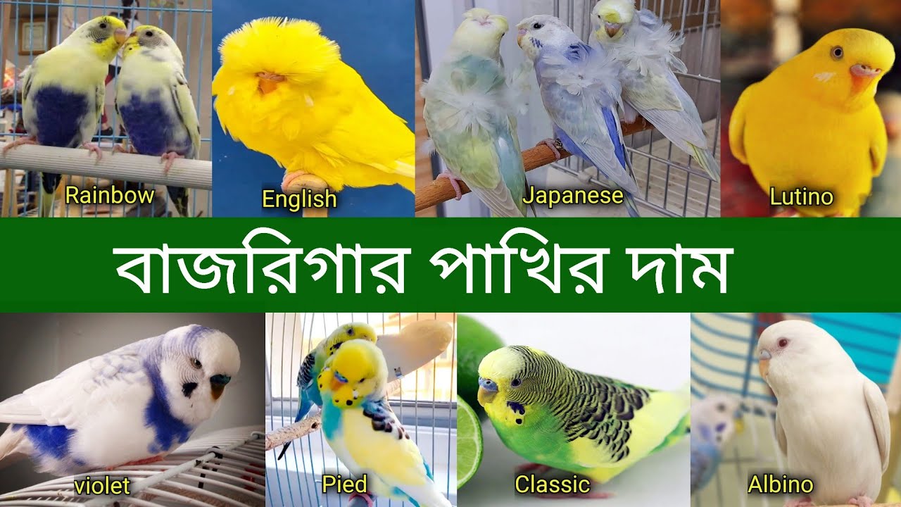 বাজরিগার পাখির দাম 2023| পাখি পালন | Budgerigar Bird price In Bangladesh and India 2023 | Grow Life