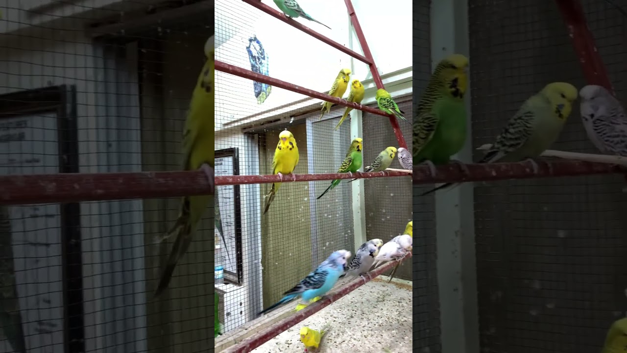 EXHIBITION BUDGIES