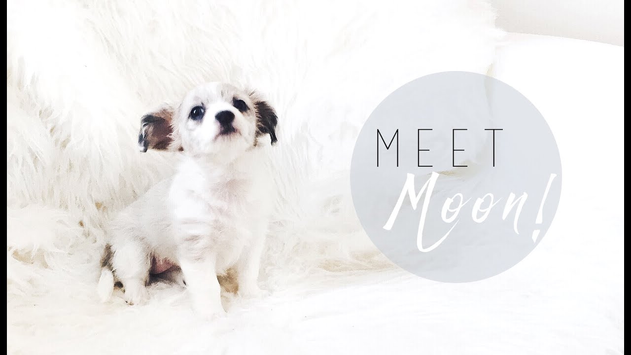 WE GOT A PUPPY! | I Covet Thee