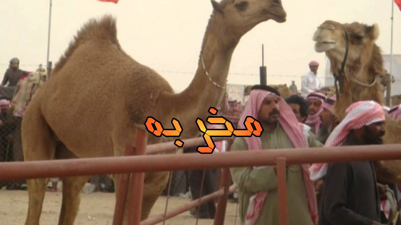 قصيدة مخربه للشاعر شبيب بن شبنان في منقية عبدالله بن سويد ومخربه 2