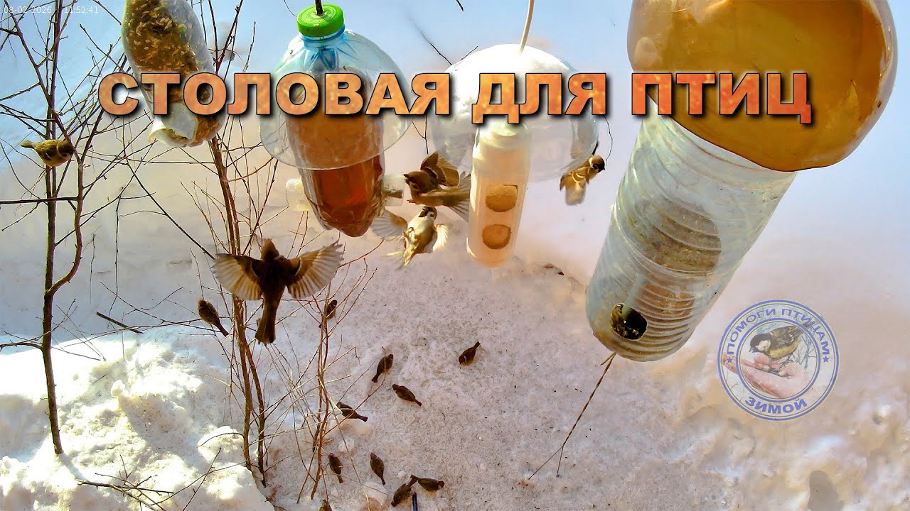 Кормушка для птиц 8 февраля 2026 года (04)