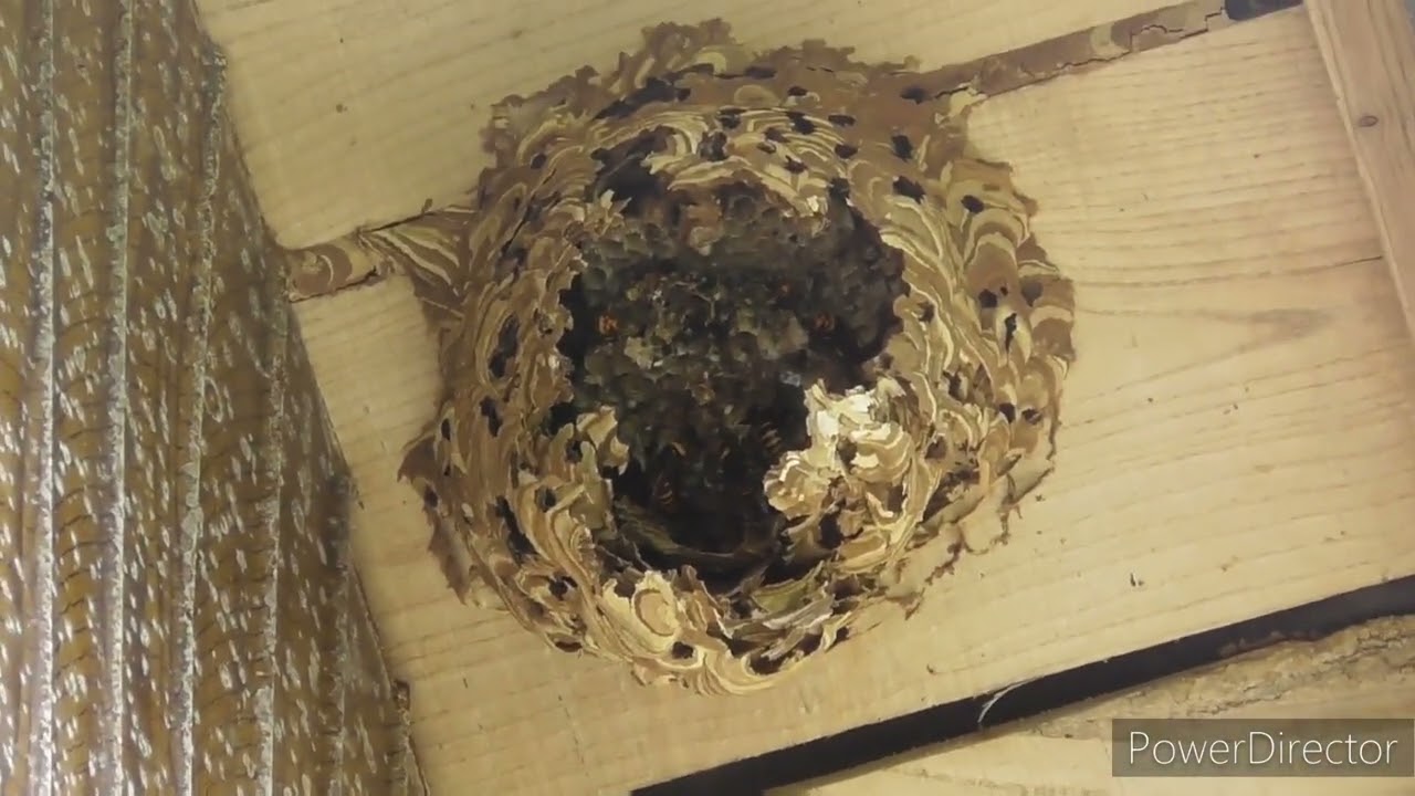エアガンで蜂の巣駆除（編集まとめフルバージョン）
