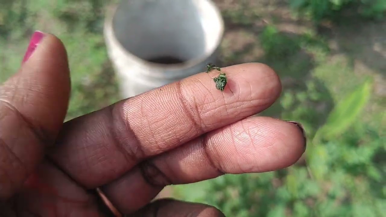 Amma வீட்டு தோட்டம் 🌿🌿🌿✨✨✨👍👍
