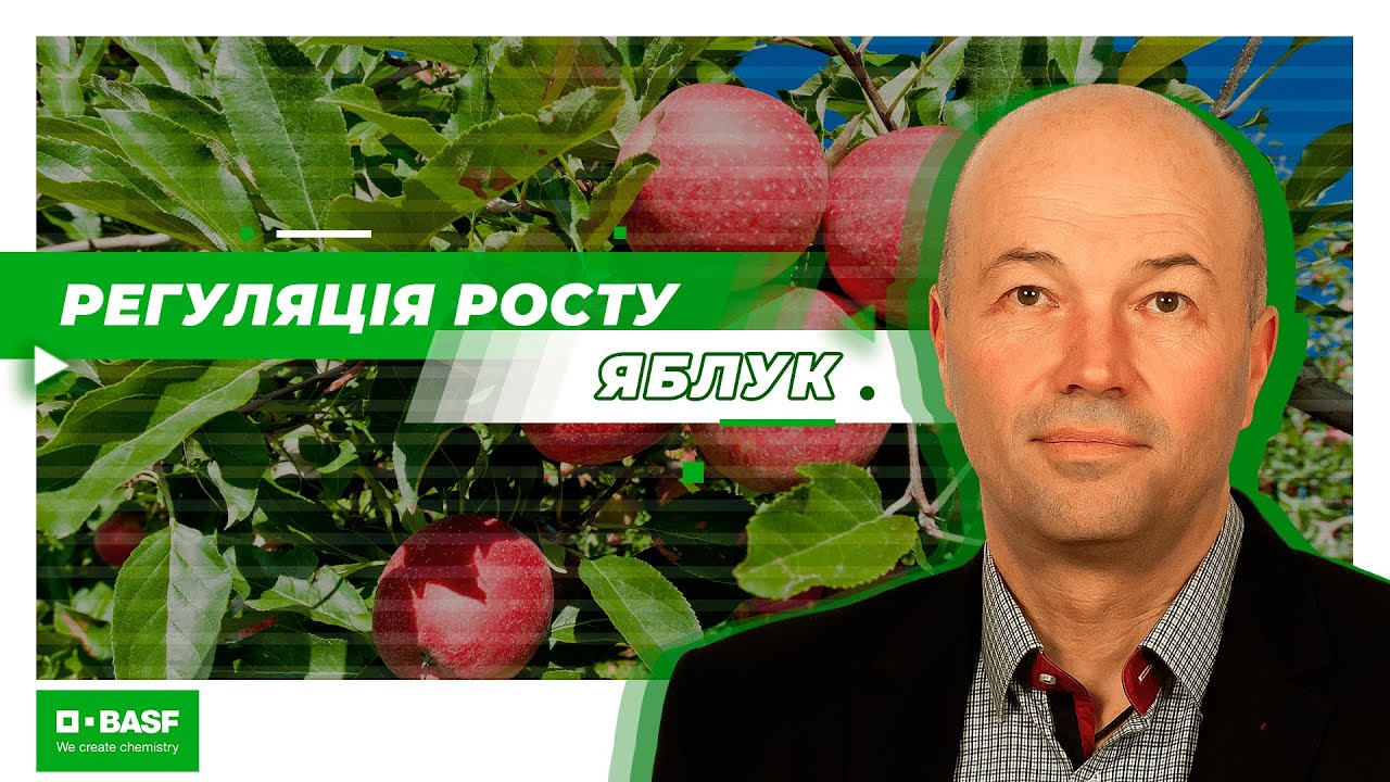 Як виростити та захистити  яблуню? Чому важлива регуляція росту?