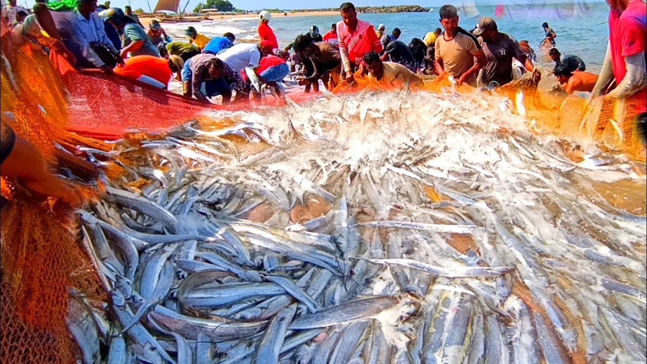 😱😮 Unbelievable fish catching - Unbelievable fishing video - unbelievable net fishing video - unbeli