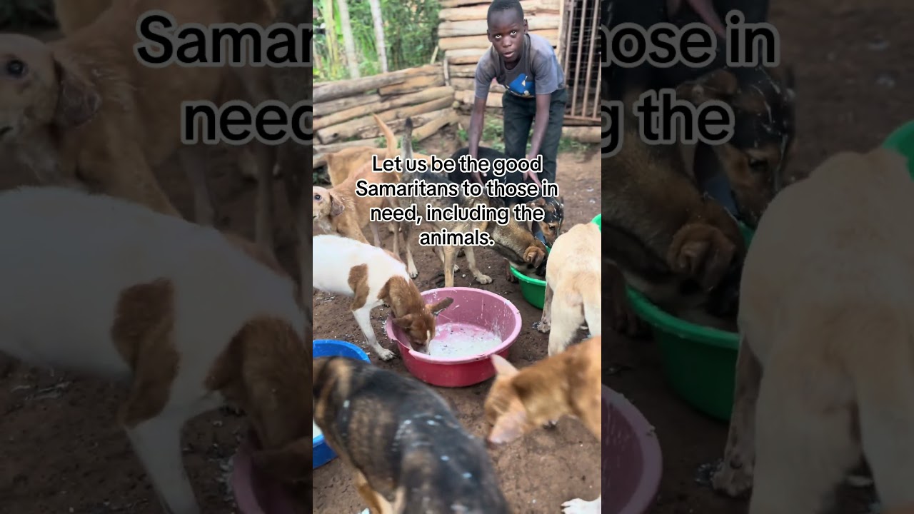 #livingtheirbestlife #adopteddog #adopteddog #rescueefforts #puppy #rescueefforts #rescuedog