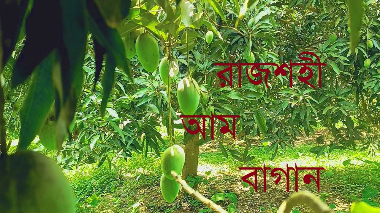 Rajshahi Tour-Jun-2025-Amm Bagan