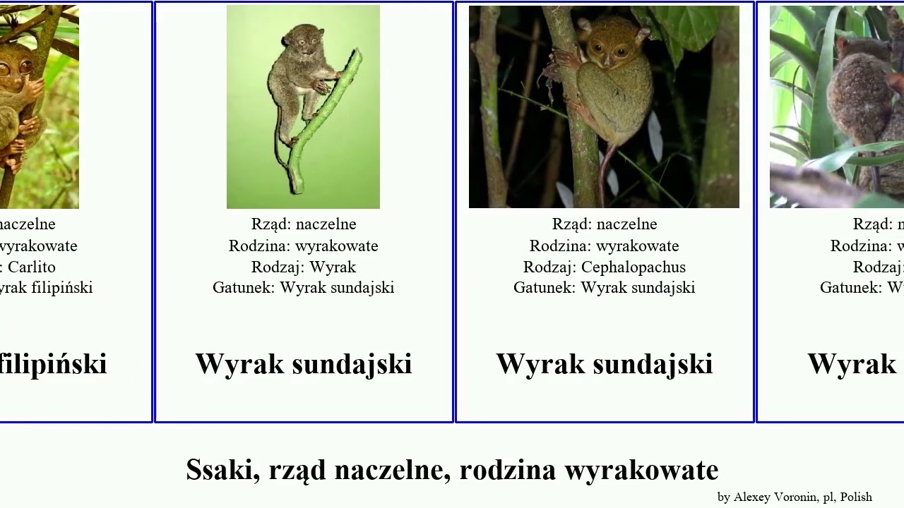Ssaki, rząd naczelne, rodzina wyrakowate mammal primate Tarsius sundajski wulkaniczny Frailach