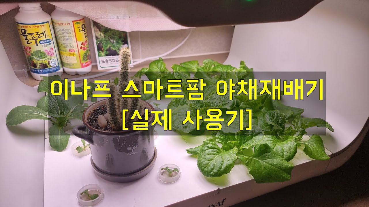 집에 스마트팜을 들여 놓았습니다. (이나프 스마트팜 야채재배기 실제 사용기)