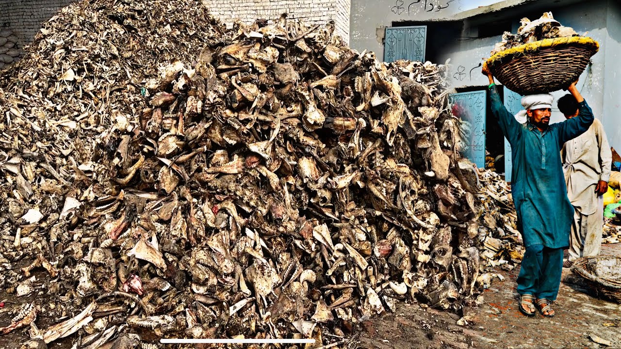 Inside Factory Process Millions of Animals Bones Recycling & Manufacturing T-Shirts Bone Buttons