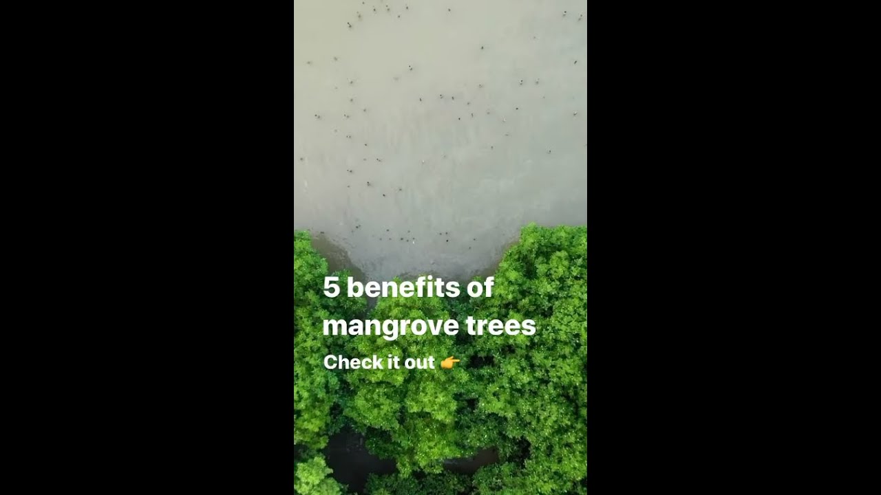 Benefits of Mangrove Trees 👏