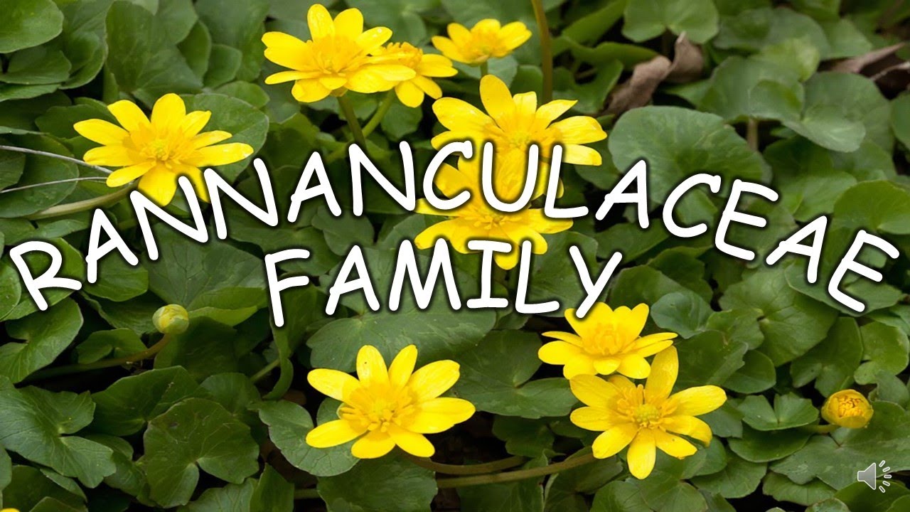||СЕМЕЙСТВО RANNANCULACEAE В ГОМЕОПАТИИ|| ||ДОКША||