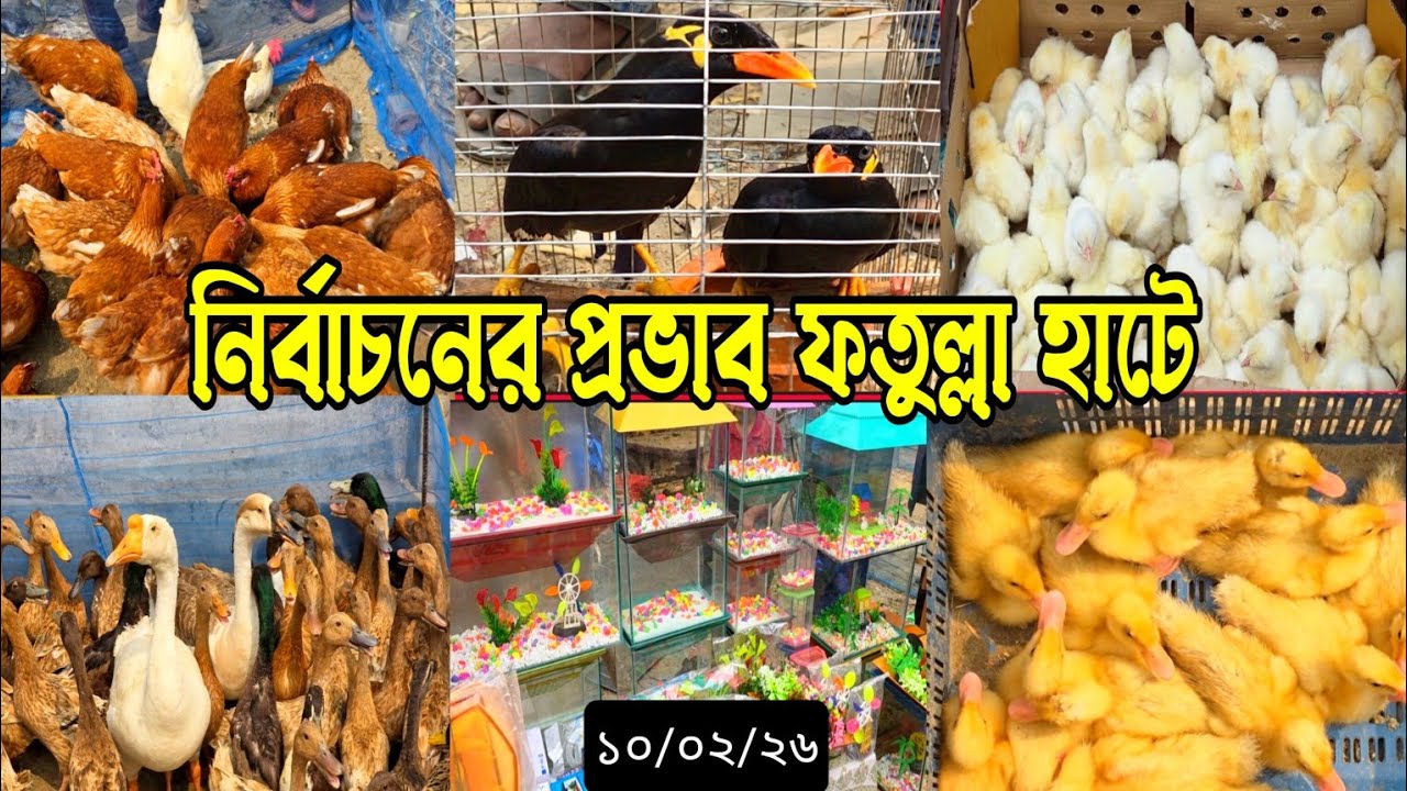 নির্বাচনের আগে শেষ ফতুল্লা হাট, জেনে নিন আজকের দরদাম #birdsmarket #মুরগি #পাখি #ফতুল্লা |