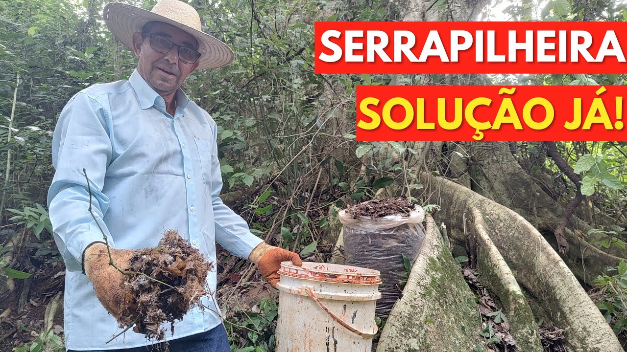 Como Coletar e Ativar o Fungo da Mata, Forma Simples e Objetiva, para Produzir + Milho com - Adubo!