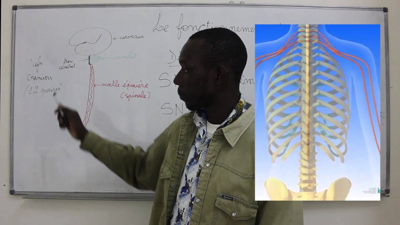 Cours - Troisième - SVT : Le Système Nerveux - Introduction